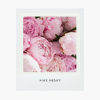 Pink Peony